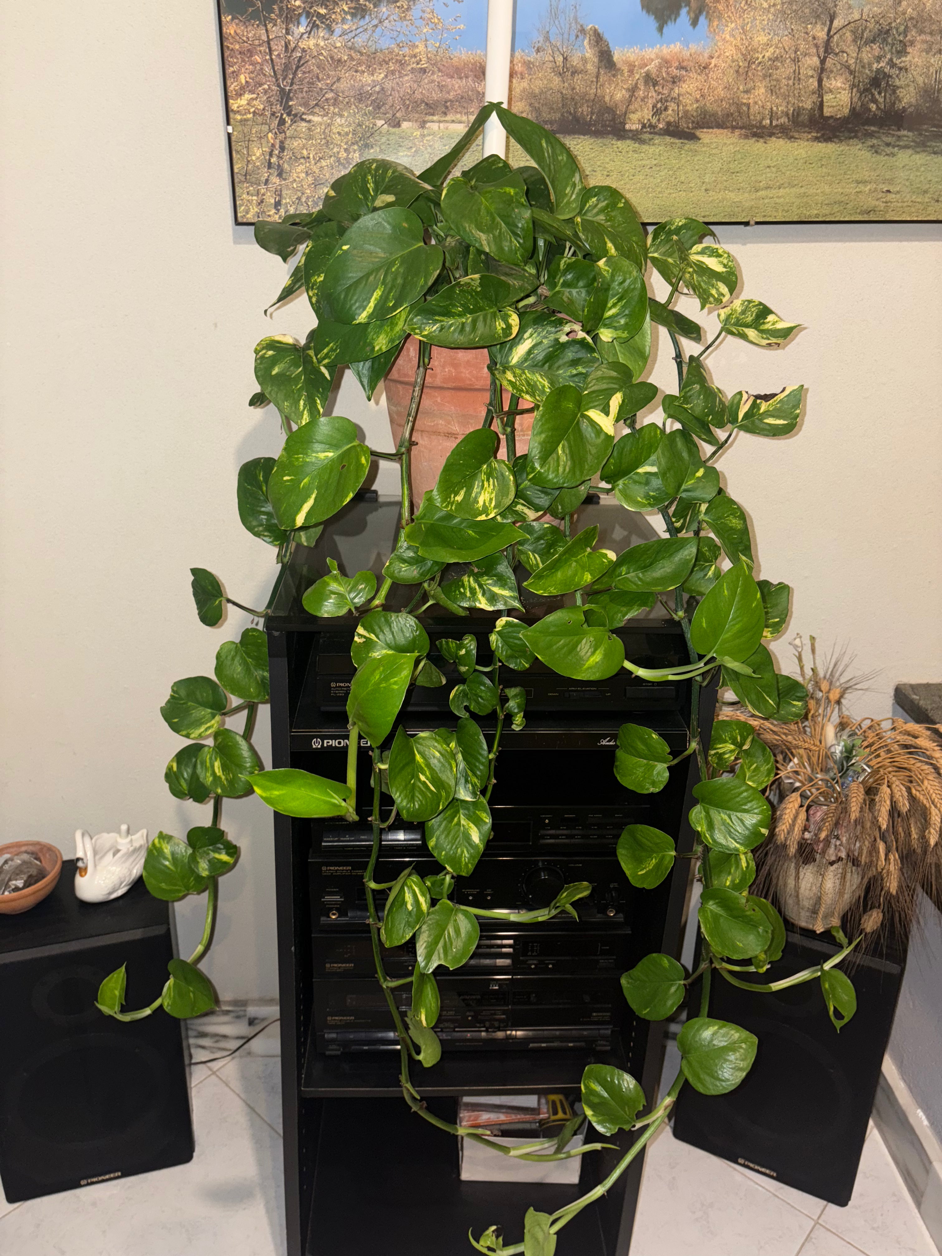 Fertilizzante Pula di caffè